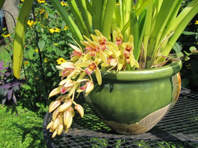 Cymbidium هي زهرة تحب التغذية عالية الجودة. يتم تغذية النبات مرة أو مرتين على الأقل خلال موسم النمو.