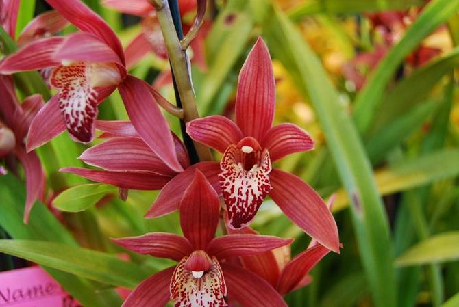 فترة ازدهار الأوركيد Cymbidium