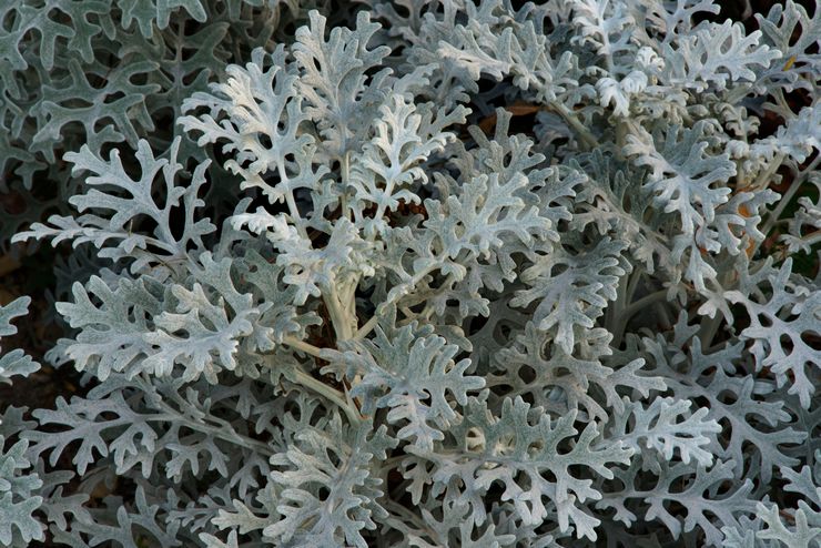 Cineraria ved havet