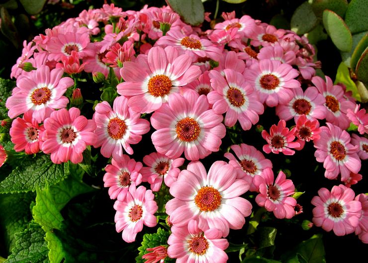 هجين Cineraria