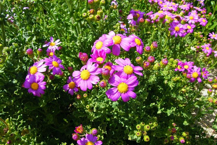 Cineraria yndefuld