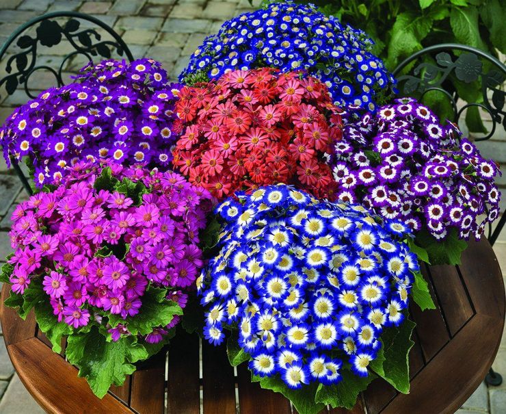 وصف cineraria