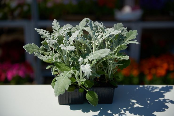 Plantning af cineraria i åbent terræn