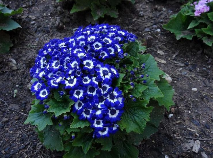 Sådan plantes cineraria korrekt