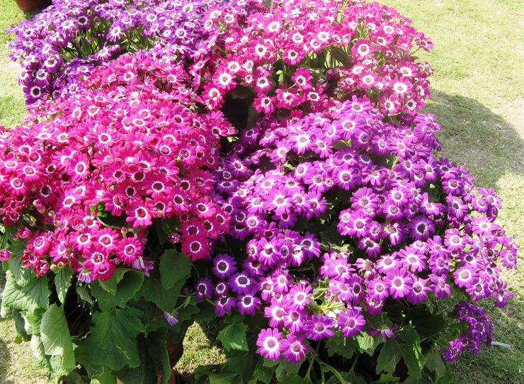 رعاية Cineraria