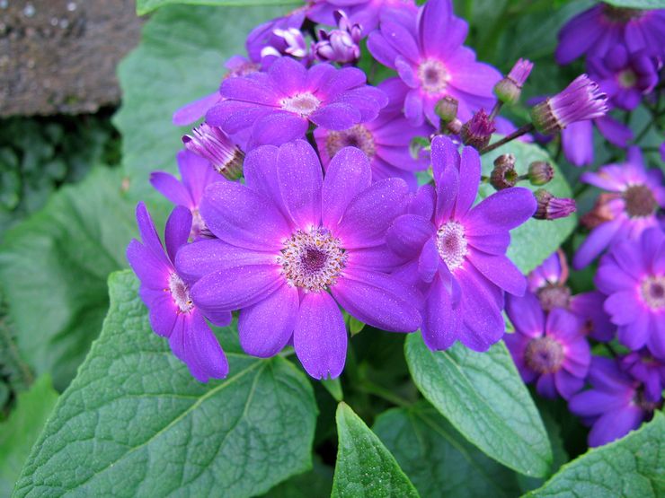 Cineraria