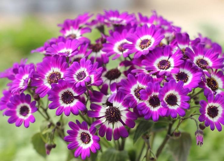 Cineraria plante