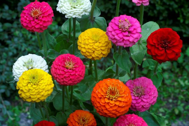 Zinnia midget eller pompon