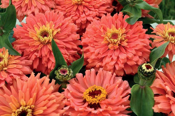 Zinnia fantasi