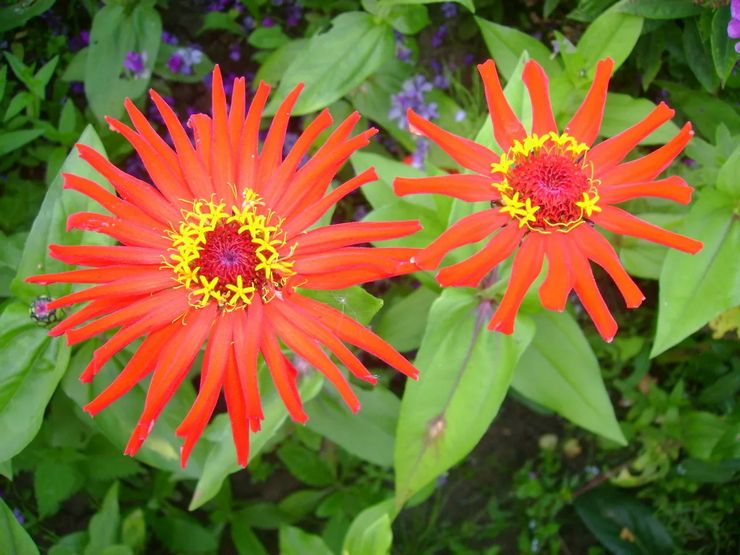 Zinnia fintblomstret