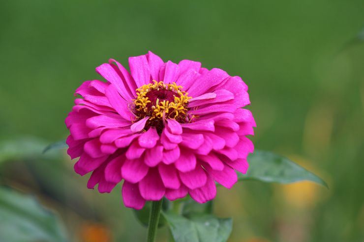 Beskrivelse af zinnia