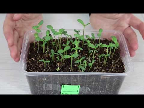 Πώς να φυτέψετε σπορόφυτα ZINNIA