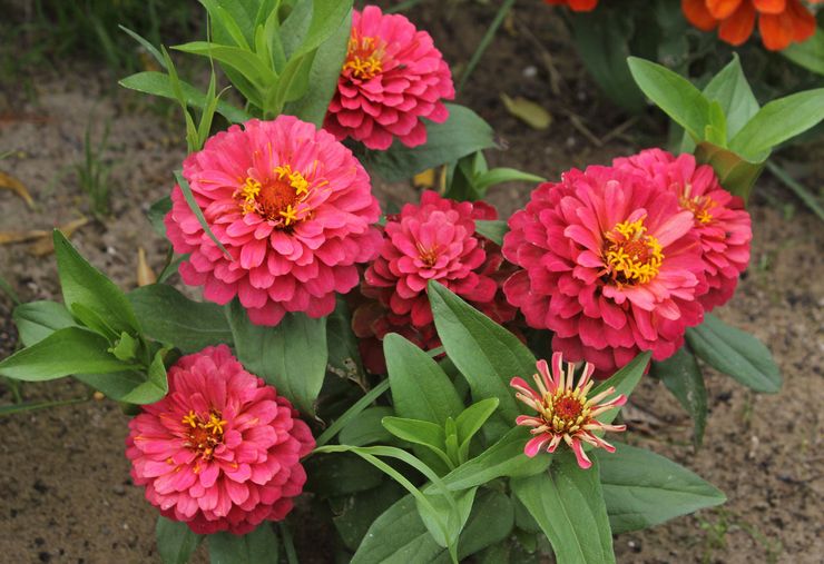 Plantning af zinnia udendørs