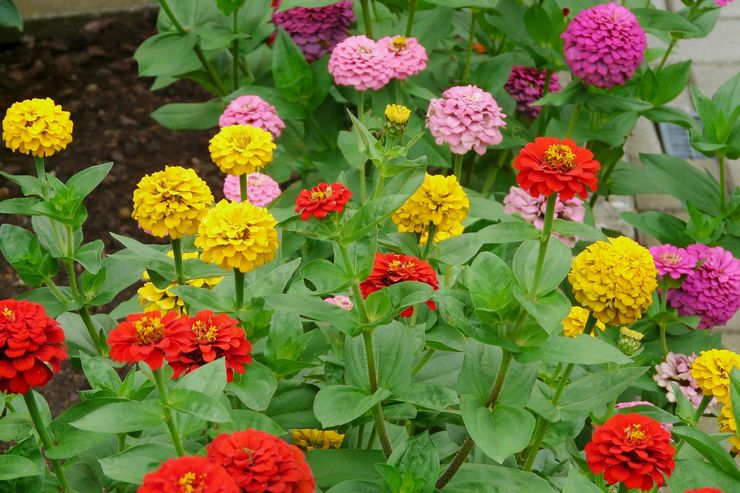 Zinnia pleje i haven