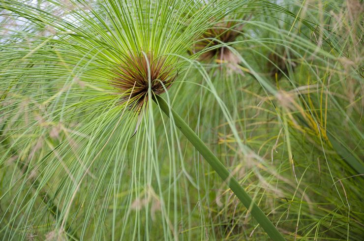 بردية Cyperus