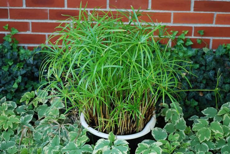 Cyperus - sump plante