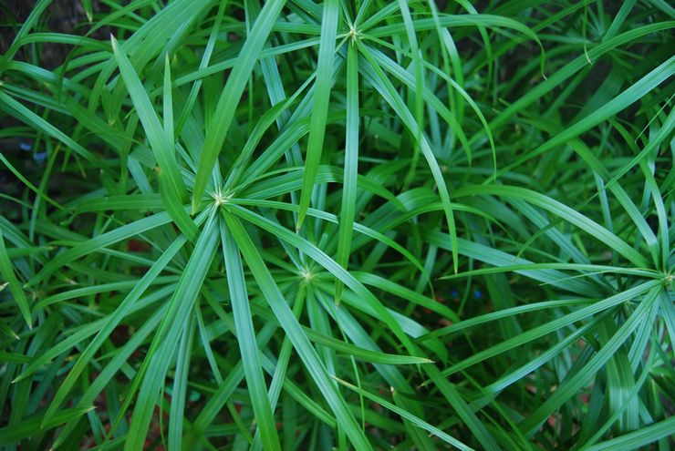 Cyperus paraply