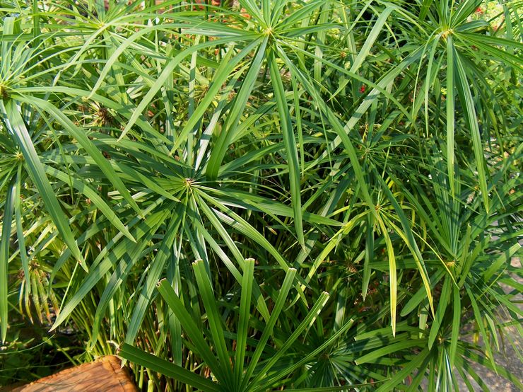 Cyperus plante