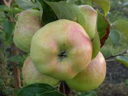 Kuvauksen ja valokuvan mukaan hedelmät ovat pyöreitä, mutta hieman kapeita. Kypsät hedelmät painavat jopa 150 grammaa, harvoin paino saavuttaa 200 grammaa. Kypsymisen jälkeen omenat saavat vihreän keltaisen värin; äärimmäisen kuumuuden sattuessa ne voivat näkyä