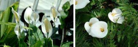 موطن spathiphyllum هو جزر الفلبين وأمريكا الوسطى والجنوبية. تتمتع هذه البلدان بمناخ دافئ إلى حد ما ، وهذا هو السبب في أن الزهرة نفسها محبة للحرارة أيضًا. ينمو Spathiphyllum بشكل طبيعي في الغابات الاستوائية المطيرة ،