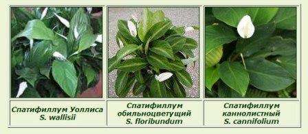 Kvet Cannoli kedysi rástol iba v Guyane, Thajsku a Venezuele. Spachiphyllum v tvare lyžice je obyvateľom brazílskych lesov, zatiaľ čo dobre vychádza v byte s inými rastlinami.