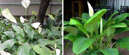 من الضروري سقي هذه الزهرة الغريبة على مدار السنة ، خاصة أثناء الإزهار. يحب Spathiphyllum الرطوبة ، لذلك لا يمكنك توفير الماء لها في الصيف. في فصل الشتاء ، من الأفضل تقليل كمية الرطوبة. منذ هذا النبات