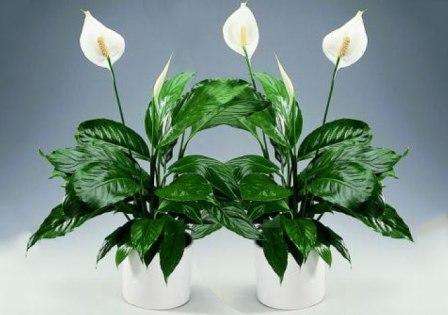Spathiphyllum er en fugtelskende plante, så den skal sprøjtes dagligt med en sprayflaske. Hvis blomsten ikke har nok fugt, kan spidserne af dens blade tørre ud. Vanding af planten har brug for en hveps