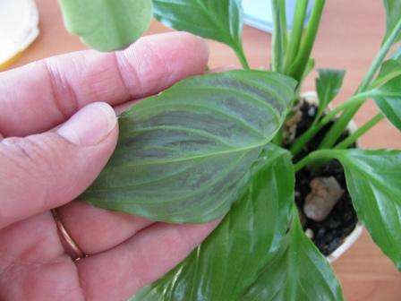 Dette skadedyr angriber bladernes ydre overflade og får dem til at blive sorte. Behandl spathiphyllum ikke