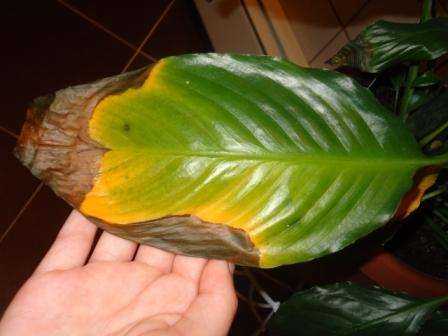 spathiphyllum bør heller ikke placeres i et meget mørkt rum, da nye blade af planten i vækstprocessen begynder at få en smal, aflang form og har et smertefuldt udseende, hvilket vil indikere og