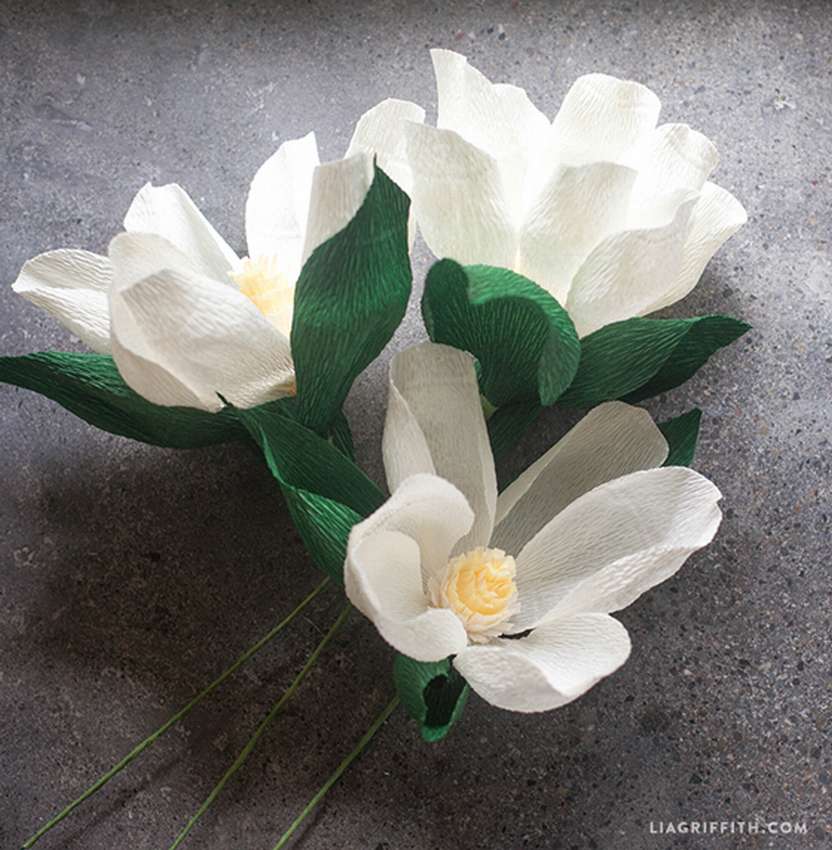 ورقة بيضاء مموج زهرة ماغنوليا