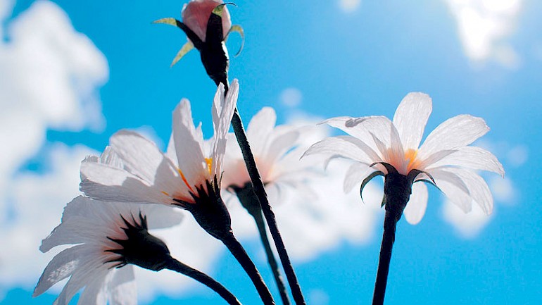 DIY papirblomster fotoeksempler: hvordan man laver håndværk til begyndere i en mesterklasse, hvad skal man gøre fra tyndt crepe -papir og fra tykt papir?