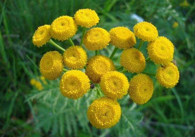 Insekter sidder næsten ikke på tansy, myg og fluer flyver rundt på grund af de æteriske olier, der er i blomsterne