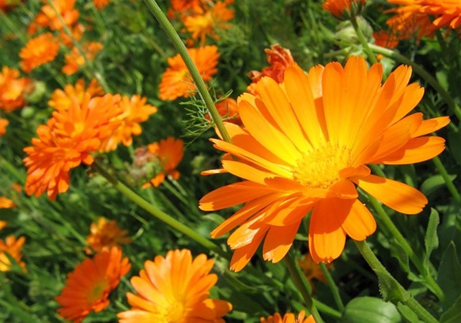 Plantning af calendula ved siden af ​​grøntsager