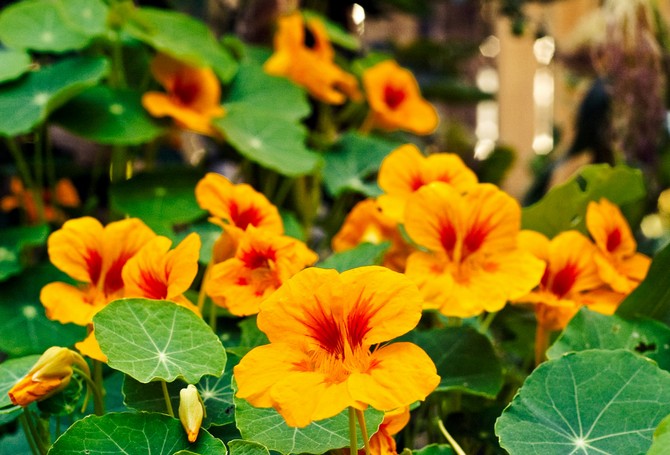 Nasturtium blomster har ikke kun en behagelig aroma, men kæmper også mod reduktion af skadedyr i haven