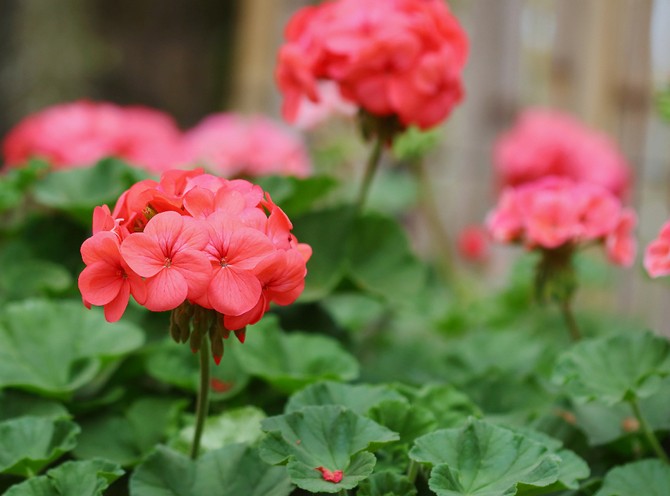 Det er værd at plante om foråret mellem bær- og frugtafgrøder, og derved vil duften af ​​geranium skræmme mange skadedyr væk