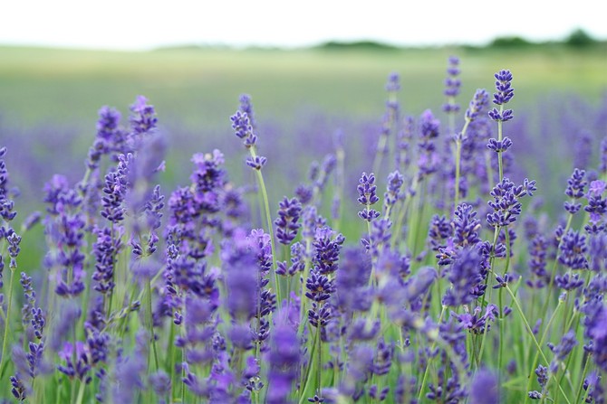 For at beskytte uld- og pelsbeklædning mod møll skal du lægge tørrede stilke eller lavendelblomster i skabet.