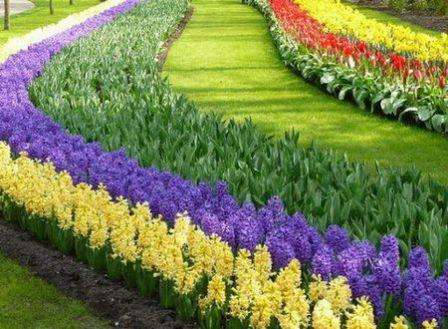 Rabatka er en rektangulær formet blomsterhave, hvis overflade er dækket af planter på samme niveau. For variation kan du markere nogle zoner med højere eller lavere planter. Også i slave