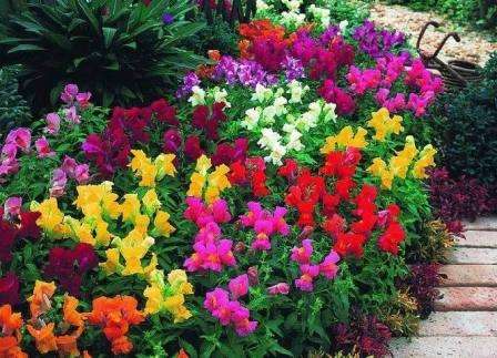Sammensætninger af årlige blomster