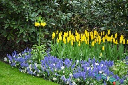 Blomsterhave til landet Ideer til en blomsterhave med egne hænder på landet med et foto
