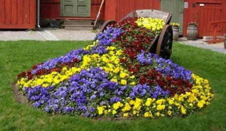 Til efterårets dekoration af blomsterbed plantes helenier, guldstænger og rudbeckia.