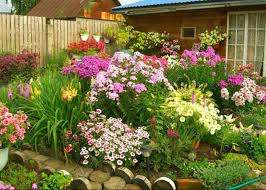 Vietät enemmän energiaa, kun istutat monivuotisia puutarhan kukkapenkkeihin. Heistä on pidettävä enemmän huolta ja istuttava kolmen vuoden välein.
