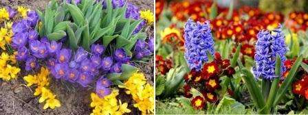 Skúste vysadiť prvosienky. Konvalinky, tulipány, hyacinty, lesy - všetky tieto kvety potešia oko celú jar príjemnou vôňou a jasnými farbami.