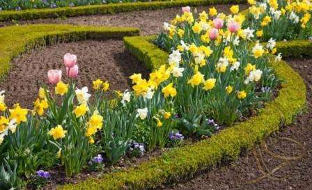 Vil du have en blomsterhave, der blomstrer hele sommeren, til at se original ud? Prøv derefter at arrangere blomster i geometriske former for at skabe usædvanlige former. Når der plantes planter, skal der være plads mellem de forskellige blomstetyper, ellers udvikler løgene sig ikke normalt.