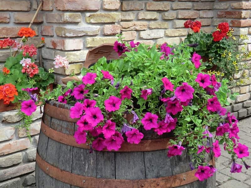 Den oprindelige brug af en gammel tønde under en smuk petunia blomsterhave