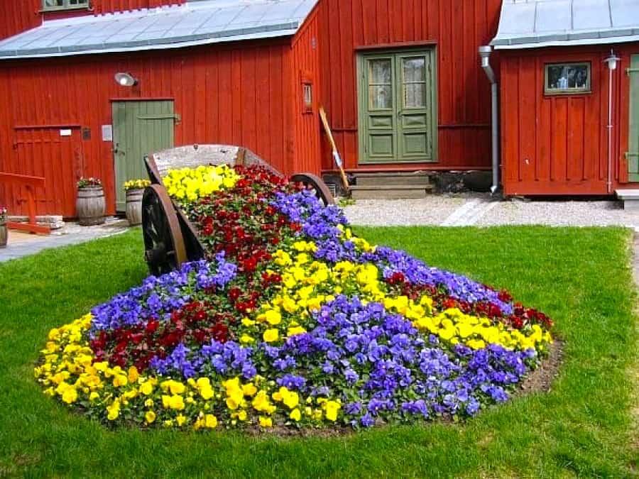 En original sammensætning af smukt blomstrende stedmoderblomstplanter