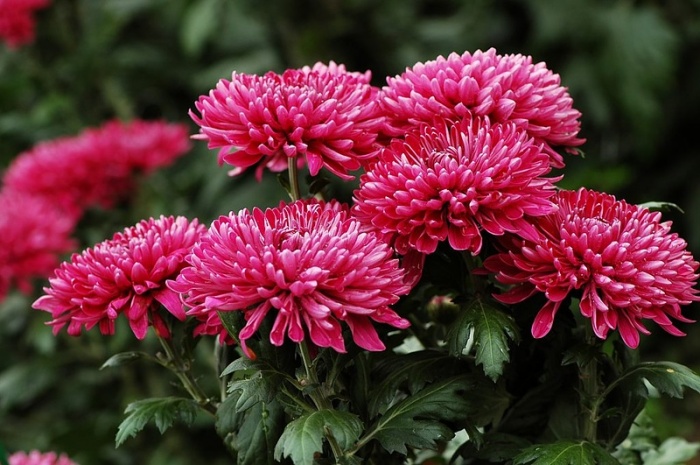 Blomsterhaver i landet: typer, hvordan man gør det selv, plantningsordninger med navne