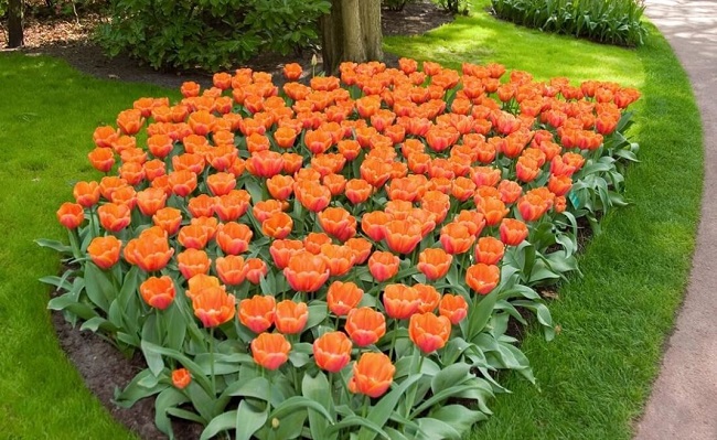 foto: monoclumba med tulipaner