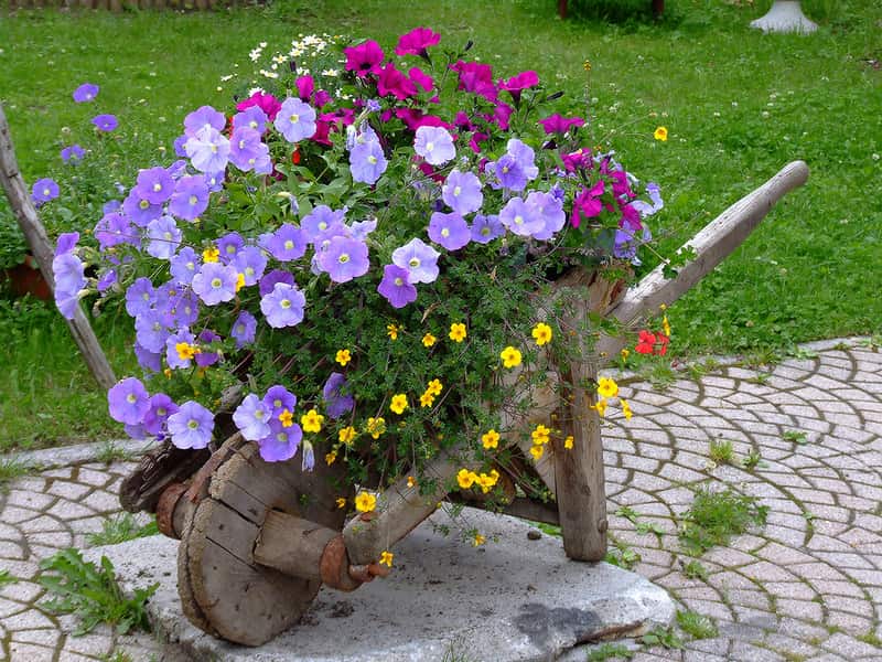 Skynd dig ikke at smide den gamle sand trillebør, det vil udgøre et glimrende blomsterbed, der vil dekorere din have