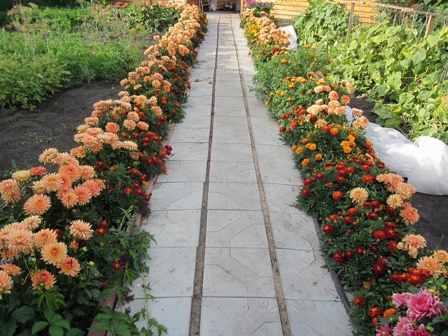 Flerårig blomsterkant langs stien