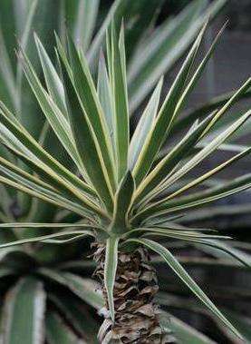 Ďalším druhom palmy, ktorá je vhodná na pestovanie doma, je aloe listová juka. V hornej časti má listy podobné meču, ostatné sú kopijovité alebo opaskové